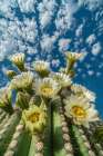 Close-up of desert cactus with white flowers Art Print